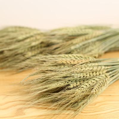 China Natural Straw Dried Wheat Flower Dried Natural Flower Bouquet Barley Touch Decorative Flowers and Garlands for Wedding Decoration for sale