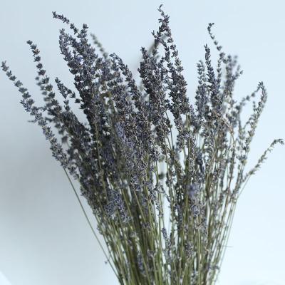 China Natural Dried Flower/Dry Flower Lavender Plant Flower Real Nature Dry Touch Bundles For Home Decoration Photo Props Amazon Hot Selling for sale