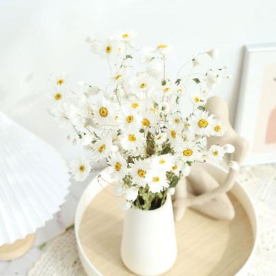 China Healthy Life Mini Daisy Rodanth/Daisy Flower Small Helichrysum Dried Natural Dry Flowers for Natural Decoration for sale