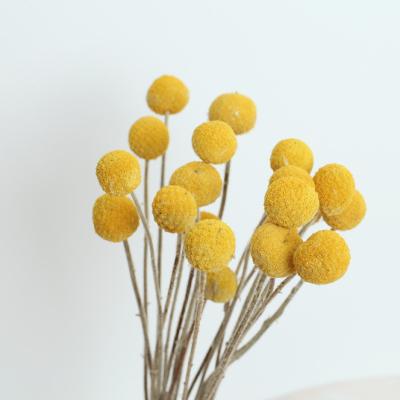 China Real Dried Flower Dried Craspedia Billy Balls Yellow 10 Stems Dried Flower Branch For DIY Flower Arrangements Home Decor for sale