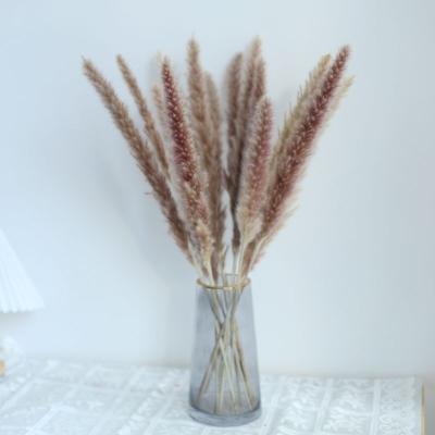 China Wedding Flower Arrangements Primary Color Natural Dried Pampas Grass For Home Decoration Wedding Small Brown Pampas Grass 45 Cm for sale