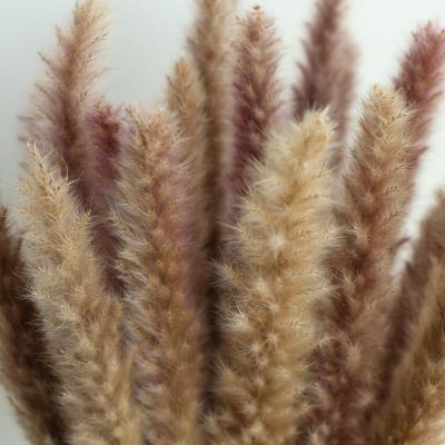 China 100% Natural Factory Yunnan Plants Directly Sell Wholesale Artificial Pampas Grass Plume Phragmites 30 Dry Per Pcs Pampas Grass Decorative Flowers for sale