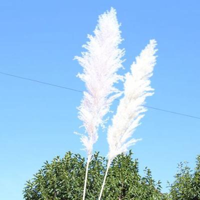 China Real Touch Nature Tall Boho Pampas Grass Tall Pampas Plants Fluffy Artificial Pampas Grass Decor For Flower Arrangements Wedding Boho Decor for sale