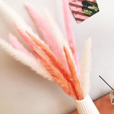 China Sumflora home decoration thatch wholesale natural dry pink flowers long pampas grass for wedding and home decoration for sale