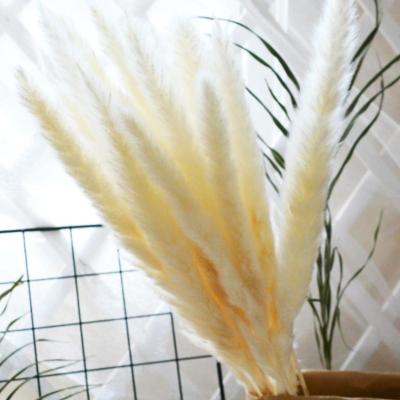 China Wholesale Sumflora Decoration Flowers Small Brown Decorative Dried Pampas Grass For Interior Home Decorations for sale