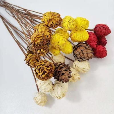 China Healthy Life Dried Flowers Pine Cones Amazon 2020 Hot Decorative Flowers With High Quality for sale