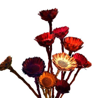 China Sumflora Handmade Gerbera With Low Price Dried Flowers Packing In Opp Bag Small Sun Flower For Room Decor for sale