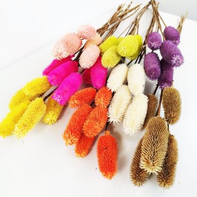 China Wholesale indoor home decoration Sumflora touch flower real dried artificial flower dipsacus sativus for indoor home decoration for sale