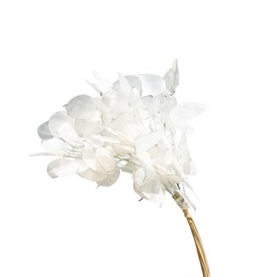 China Decorative Preserved Nature Real Touch Sumflora annua Lunaria Natural Preserved Flower Lunaria Annua For Wedding Home Decor for sale