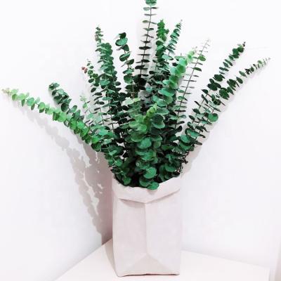 China Real Natural Touch Nature Sumflora Eucalyptus Tik Tok Hot Style Preserved Flowers Eucalyptus For Home Wedding Decoration for sale