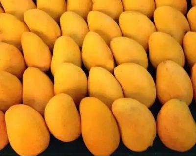 China Cadena de producción del atasco de la fruta del mango alta capacidad automática en venta