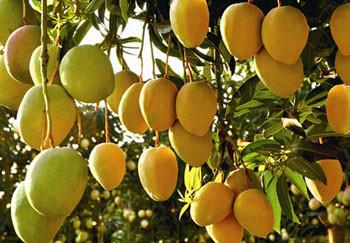 China Cadena de producción continua de la goma del atasco de la fruta del mango automática en venta