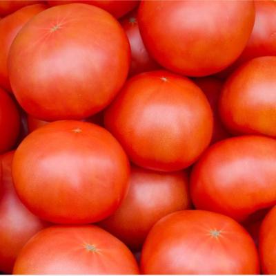 China 500kgs por la línea de transformación de la pasta de tomate de la hora acero inoxidable en venta