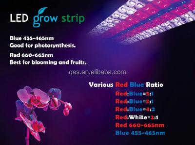 China Flexible PVC Waterproof 12 24v 600leds 2835 665nm 465nm Led Grow Strip 3:1 4:2 Red Blue 5:1 for sale