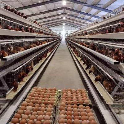 China Automatic Poultry Field Hot Sale One Type Egg Laying Cage Price Multiplying Hens Battery Layer Chicken Cage For Use In Poultry Farming Equipment for sale