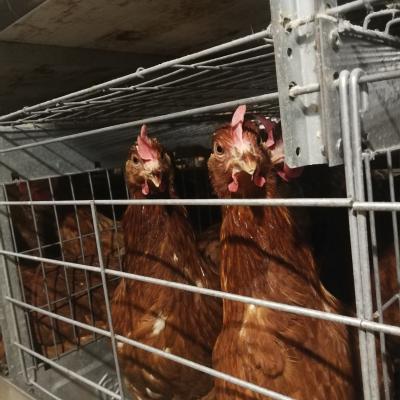 China Modern Design Poultry Farm House A Type Full Automatic Layer Chicken Cage Poultry Farm In Kenya for sale