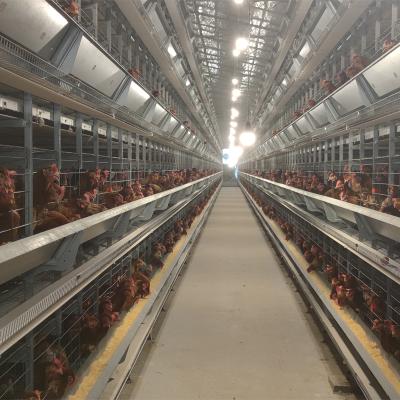 China High Quality Poultry Field Poultry Equipment H Type Chicken Broiler Cage Egg Layer In Poultry Farm for sale