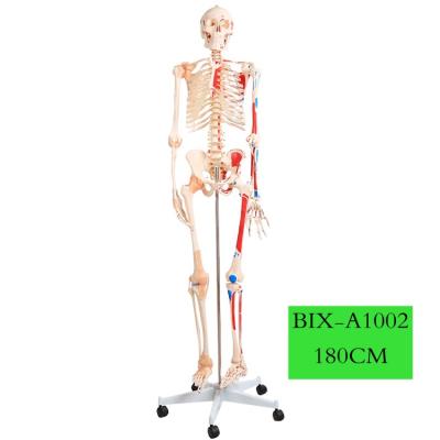 China ADA-A1002 Medical Science Vivid Human Vivid Body Colored Muscle Skeleton With Ligament Model Teaching Model 180cm Full for sale