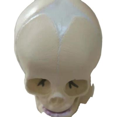 China Made of ADA-A1008 PVC Medical Science Fetal Skull Model for Medical Training for sale