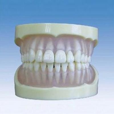 China Tooth Simulator PVC ADA Human Oral Health Care Medical Dental Teaching Tooth Model for sale