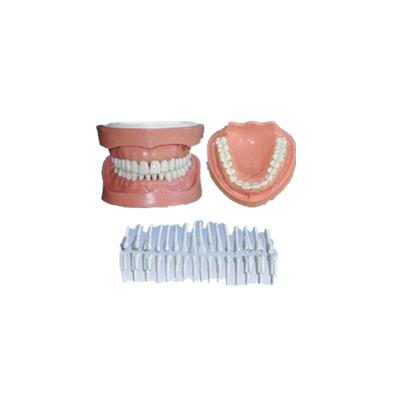 China Transparent PVC Tooth Selling Dental Implant Model High Quality/Hot Medical Plastic Tooth Simulator Training for sale