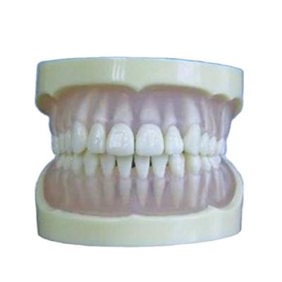 China One Tooth Simulator High Quality/Hot Selling ADA Standard One Tooth In Removable Teeth And Jaw Model Dental Demonstration Models for sale