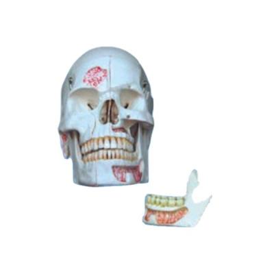 China Tooth Simulator ADA Artificial Mold Human Teeth Dental Study Model for sale