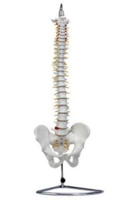 China Convenient Spinal Cord Reflex-Injury High Quality Look Real Clearly Male Human Structure Pelvis Model for sale