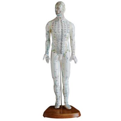 China Male 50cm Human Body Traditional Chinese Medicine Acupuncture Model ADA-Y1007 Traditional Chinese Medicine Acupuncture Model for sale