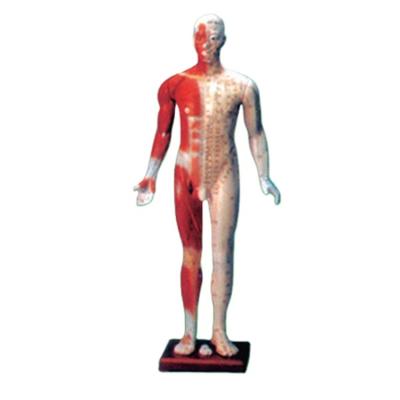 China Made of ADA-Y1003 170CM Chinese Medical Standard PVC Fiberglass Acupoint Acupuncture Model and Human Muscle Simulator for sale