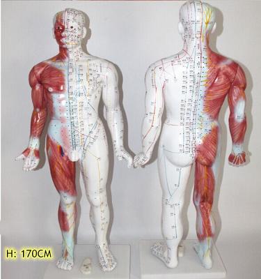 China Made Full Body Medical Acupuncture Points 170CM Human Traditional Chinese PVC Y1004 TCM 84CM Simulator Model Muscle Structure Manikin for sale