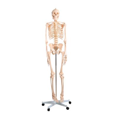 China Metal Stand And Bottom Rolls 180cm PVC Material Human Skeleton Model For Teaching for sale