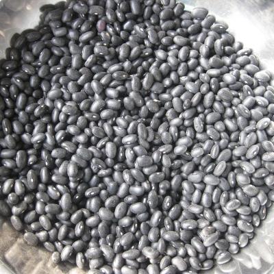 China Wholesales Fresh Dried Black Kidney Beans 200-230 For Food for sale