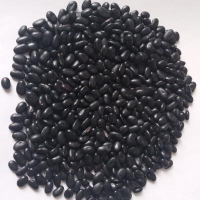 China Fresh new culture black professional export dwarf bean for sale