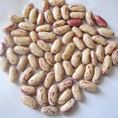 China Fresh Grade Wholesale Quality Bags 25 Kg Natural Dry Light Spotted Kidney Beans for sale