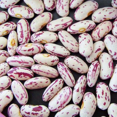 China Fresh Light Spotted Kidney Beans/Pinto Beans/Sugar Beans for sale