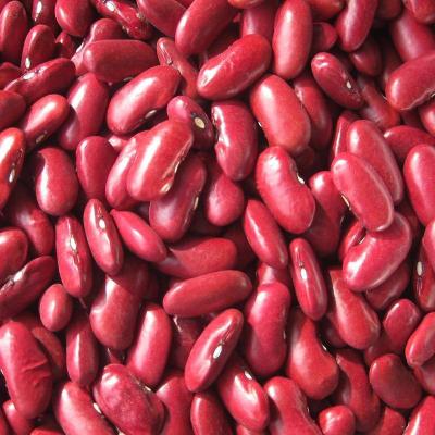 China Wholesale Fresh Dried Kidney Kidney Beans For Canned Food for sale