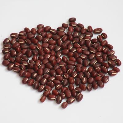 China Factory Supply New Fresh Cultivation Small Red Bean Adzuki Bean for sale