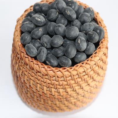 China Fresh Black Bean Kidney Bean With Best Dwarf Black Bean Price for sale