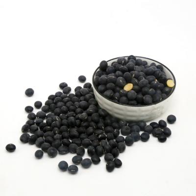 China 2021 Fresh New Bean Kidney Bean With Best Culture Black Dwarf Bean Price for sale