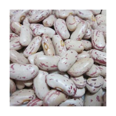 China 2021 Interesting Price Fresh New Type Red For Sale Light Spotted Dwarf Beans for sale