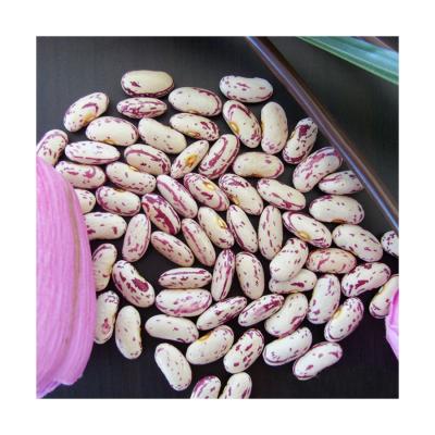 China 2021 Rich Quality Fresh Kidney Beans Non Gmo Pinto Kg From China Organic Low Price for sale