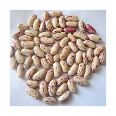 China Hot Price Wholesale Fresh Quality Non-GMO Beansdney Spotted Bush Beans for sale