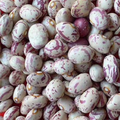 China Wholesale fresh dry AROUND SHAPE light spotted bush beans for food for sale