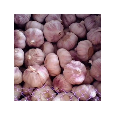 China China Quality Price Fine Suitable Fresh Garlic Import Fresh Natural White Garlic for sale