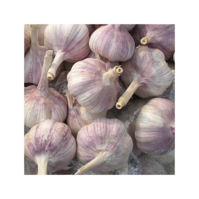 China China Fresh Fresh Garlic All Kinds Of Mesh Bags Garlic Garlic Packing Box 10kg for sale