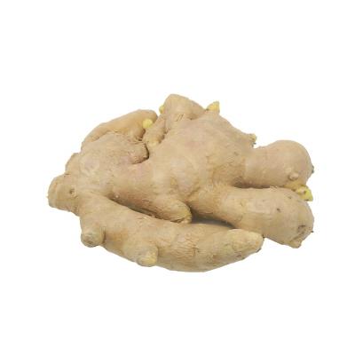 China Ginger The Cheapest Price Fresh Ginger 100% Organic Fresh Fresh for sale