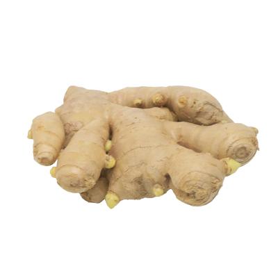 China Fresh Wholesale Organic Fresh Ginger For Export Fresh Ginger Supplier for sale