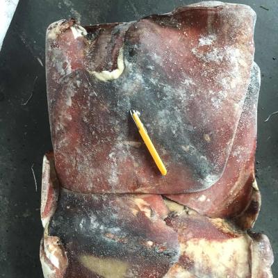 China Nutritious Frozen Giant Squid Wing for sale