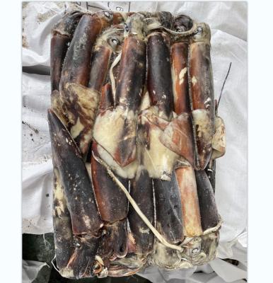 China Nutritious Equator Frozen Squid New Arrival Good Quality Whole Round Round for sale